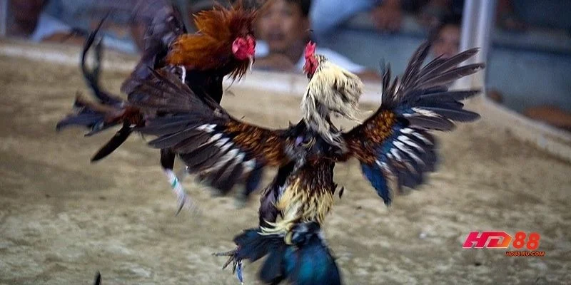 Bảng kèo đá gà hiển thị chi tiết