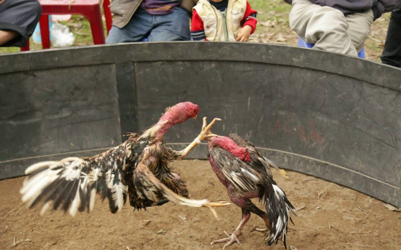 Kinh nghiệm đá gà trực tuyến