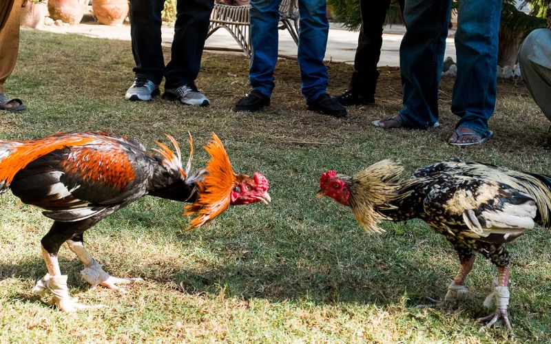 Cách chơi đá gà online từ cao thủ