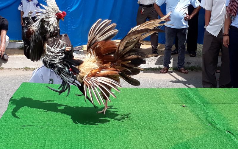 Mẹo đá gà trực tuyến hiệu quả