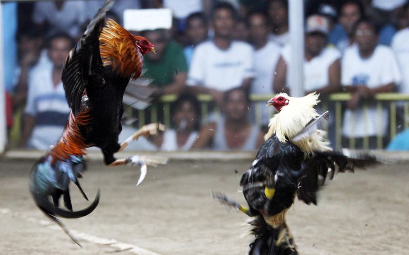 Bí kíp đá gà trực tuyến