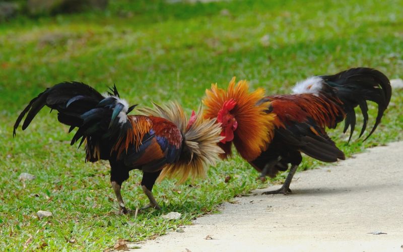 Cách chơi đá gà online HD88