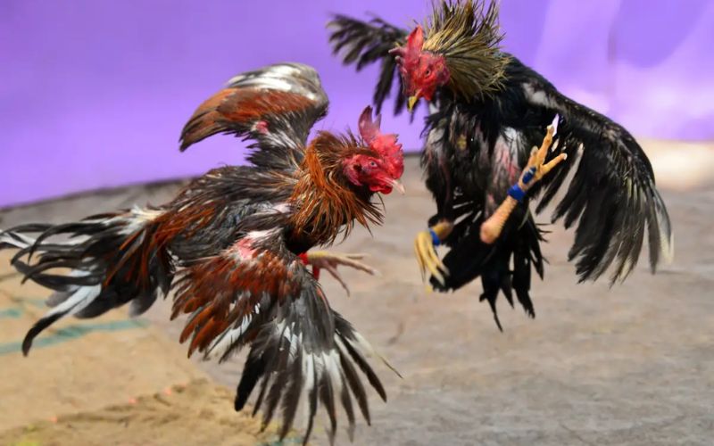 Mẹo chơi đá gà online HD88