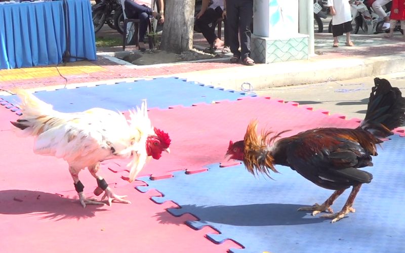 Kinh nghiệm đá gà online hiệu quả