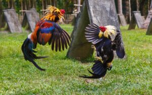 Cách chơi đá gà online HD88