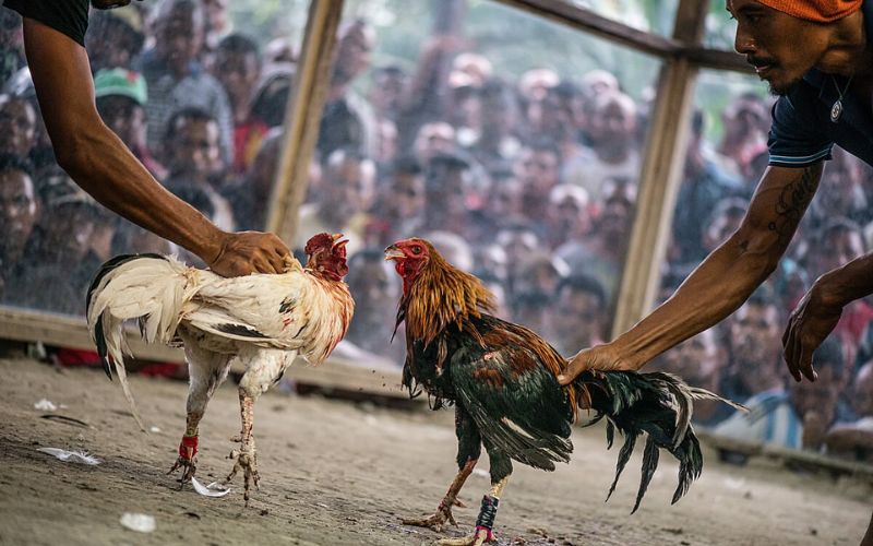 Tính thưởng đá gà chuẩn xác