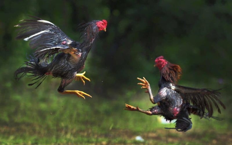 Cách tính kèo đá gà HD88