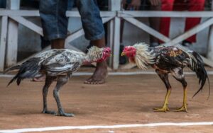 Cách tính tiền đá gà trên app HD88