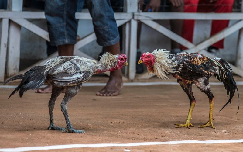 Cách tính tiền đá gà trên app HD88