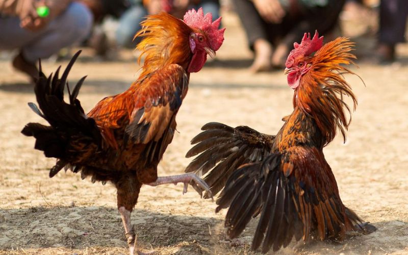 Hướng dẫn tính tiền đá gà HD88