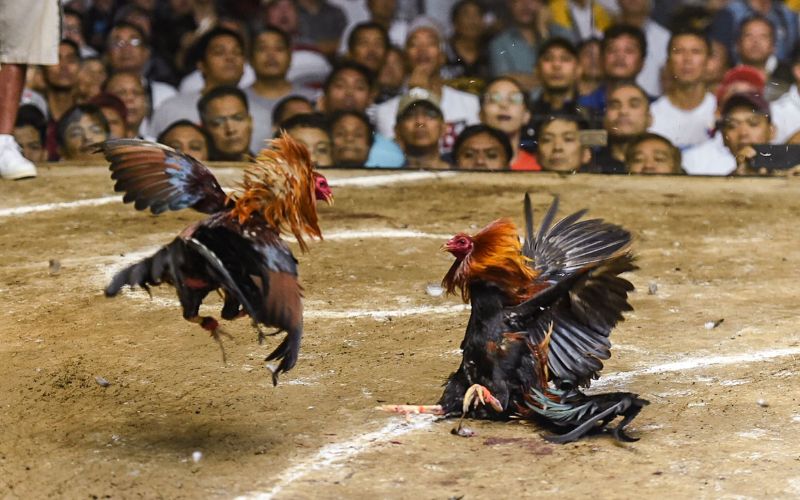 Cách tính tiền kèo chấp đá gà