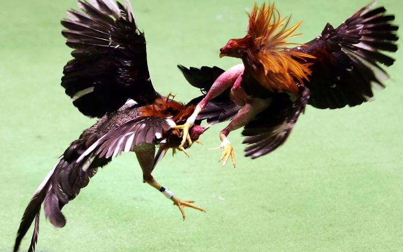 Kèo chấp 1 ăn 8 là gì