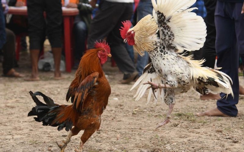 Cược chấp 1 ăn 8 đá gà là gì