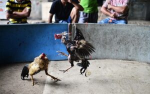 Cược chấp 1 ăn 8 đá gà