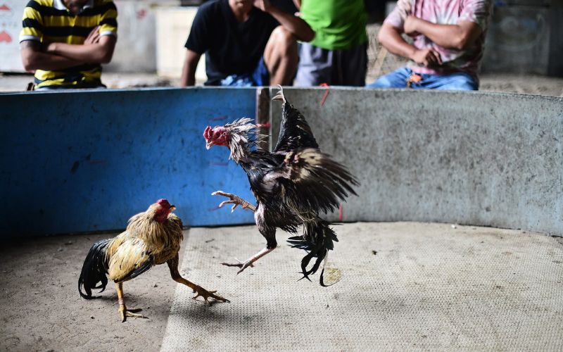 Cược chấp 1 ăn 8 đá gà