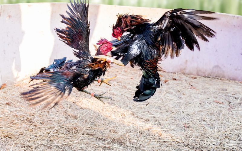 Chọn gà đá theo lối đánh