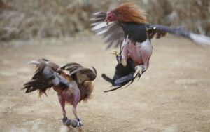 kinh-nghiem-chon-ga-da