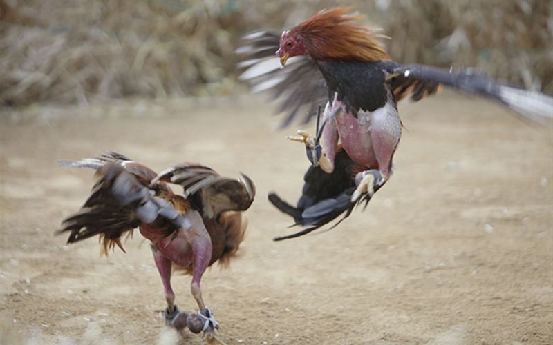 kinh-nghiem-chon-ga-da