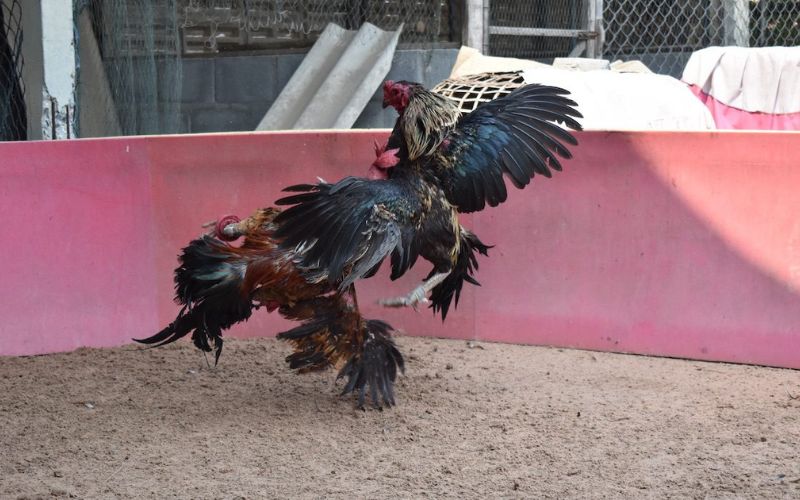 Cách nhận biết bằng cân bằng trạng