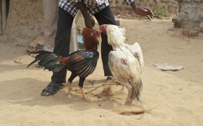 Nhận biết gà đá hay