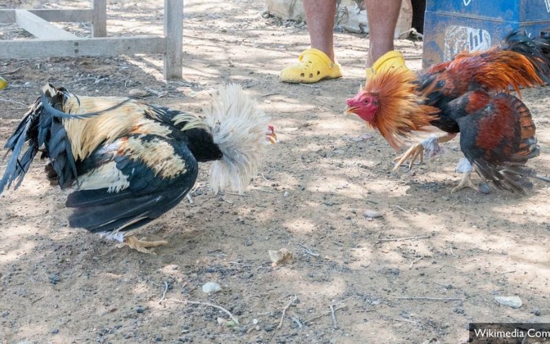 Khái niệm bằng cân bằng trạng