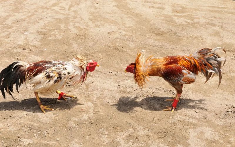 Chọn gà đá theo thể trạng