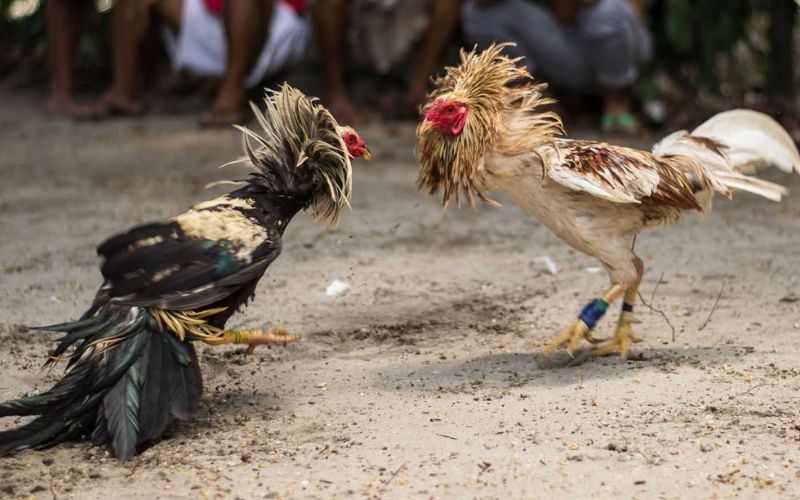 Nhận biết bằng cân bằng trạng chuẩn xác