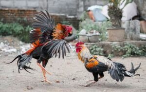 Bằng cân bằng trạng là gì