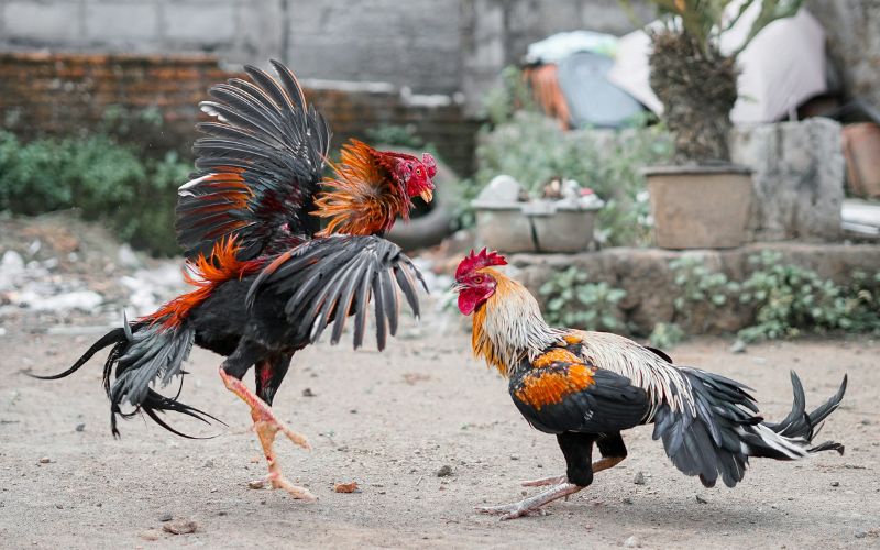 Bằng cân bằng trạng là gì