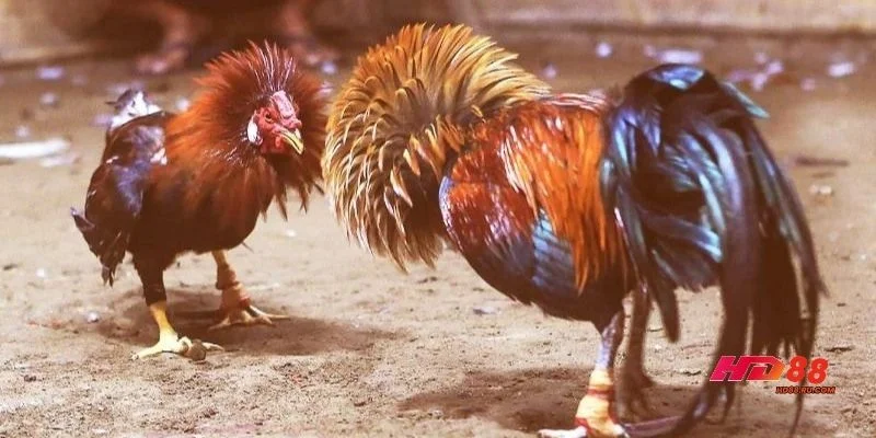 Quy định thi đấu cùng cách xác định kết quả